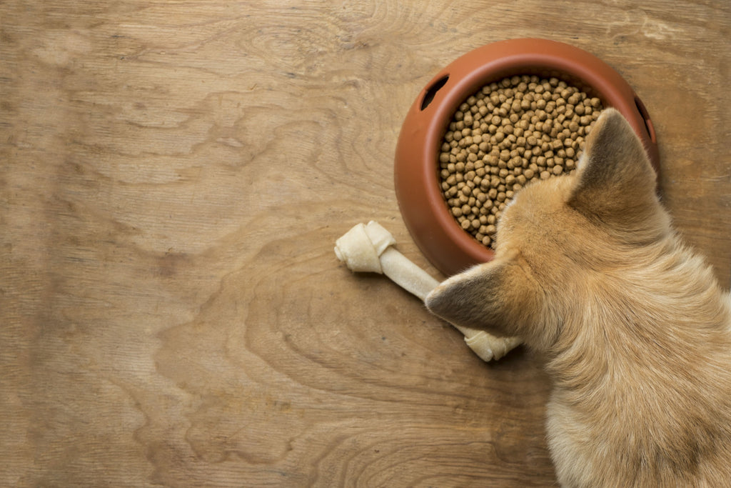 Dog Feed Ingredients You MUST Look Out For!