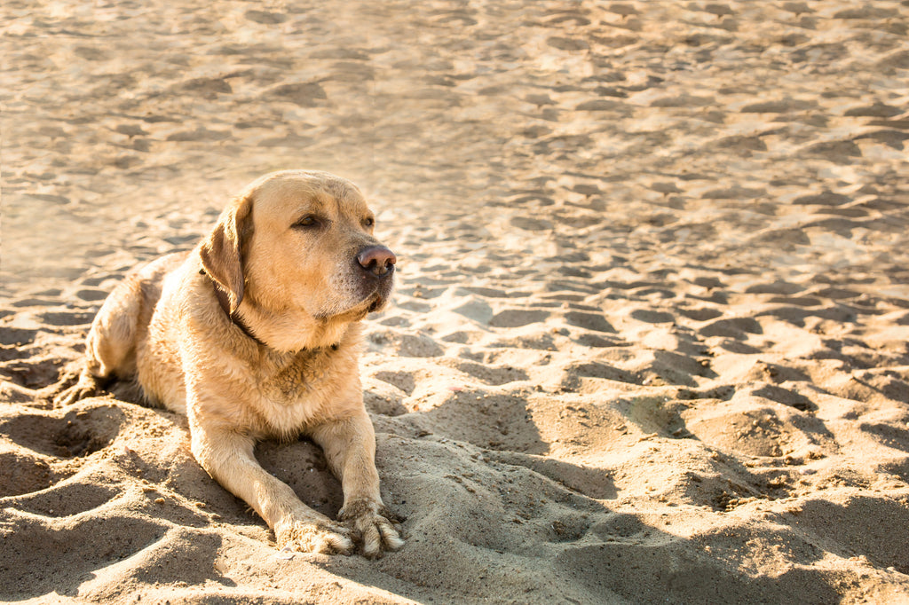 6 Summer Grooming Tips to Keep Your Dog Safe!