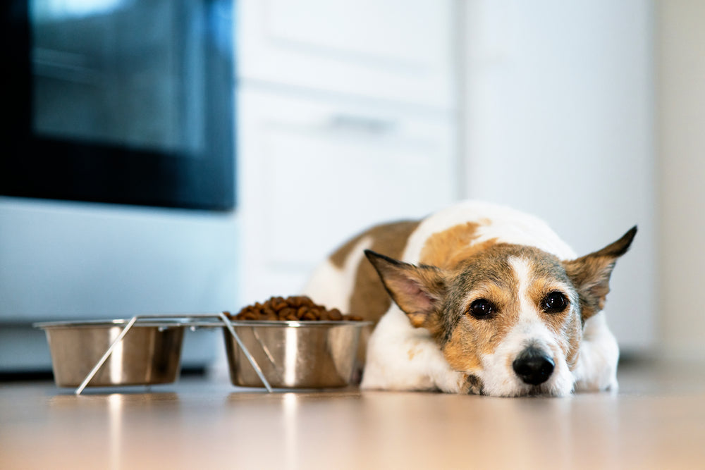 Cancer Prevention in Dogs The Importance of Proper Nutrition and Regu