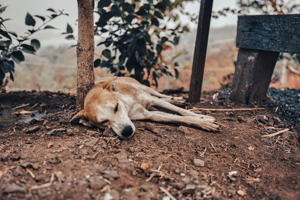 How to Cope with Losing Your Pet
