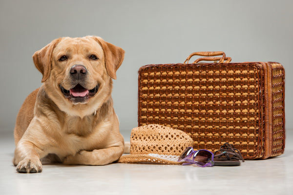 How to Find Trustworthy Pet Care When You’re on Vacation