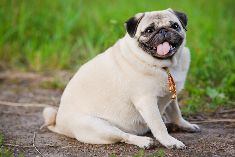 Obesity in Pets: All You Need To Know