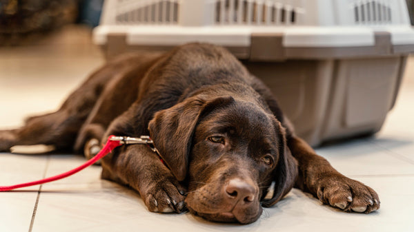 Heat Stroke in Dogs