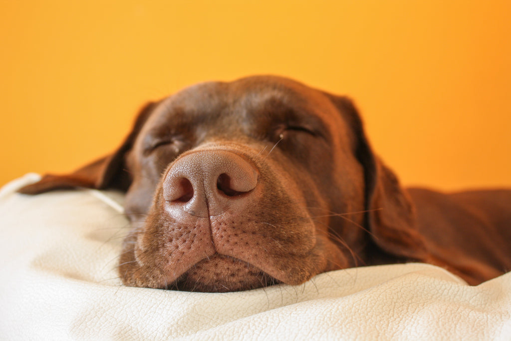 How Your Dog Sleeps and What It Means