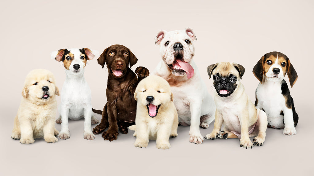 5 Puppy Behaviors to Nip in the Bud Early