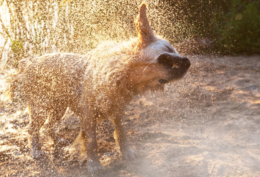 Why, When and How Should I Clean My Dog’s Ears?