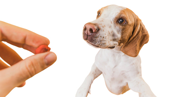How to give your dog a pill (without the struggle!)