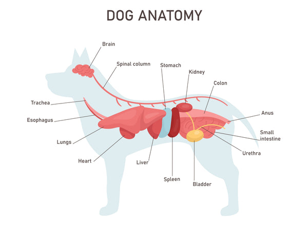 Chronic Kidney Disease in Dogs: What You Need to Know