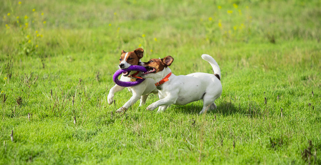 10 Fun Games to Play with Your Dog this Summer