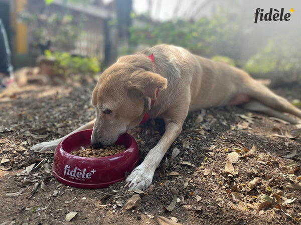 Simple Measures to Make the Life of Stray Animals around You Better