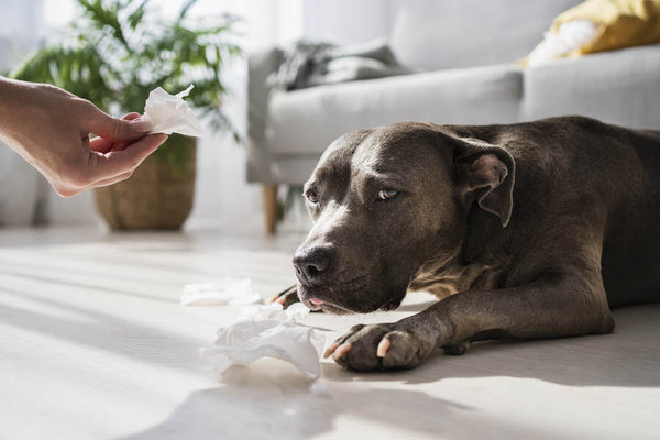 Understanding Dog Poop: What's Normal and What's Not