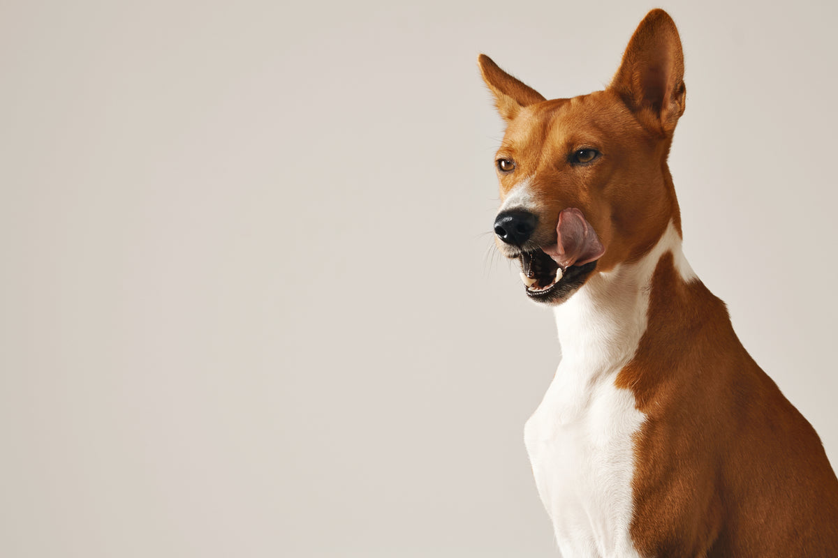 Meal Topper FAQs: Sprucing Up Your Pet’s Mealtimes
