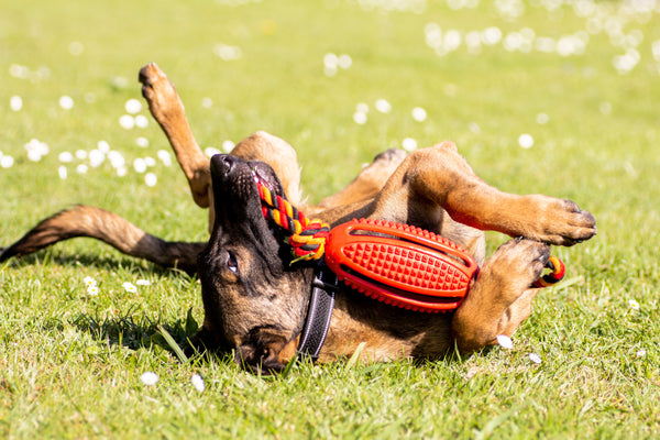 Summer Diet for Dogs: 8 Tips to Help Your Dog Stay Cool, Hydrated, and Healthy
