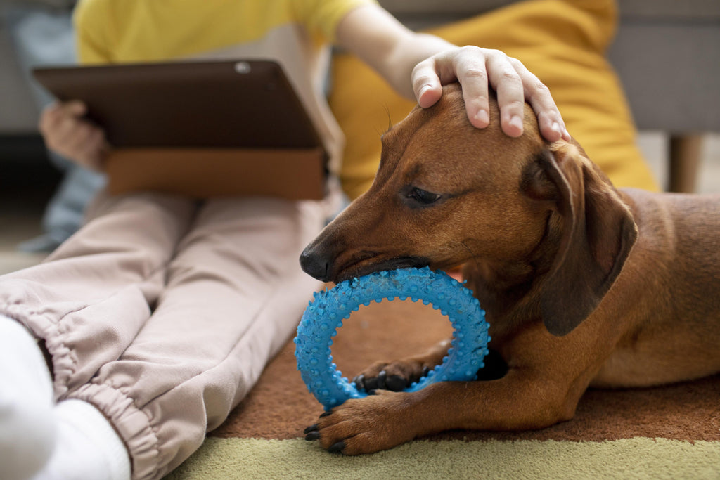 A Dog Parent's Guide to Beating Boredom: Why Mental Stimulation is as Important as Walks
