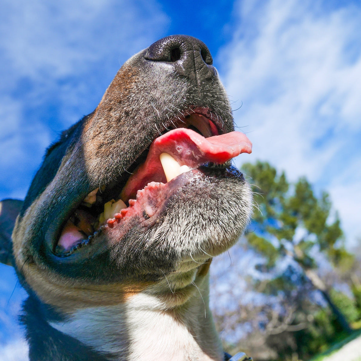 How to Cool Down a Dog Suffering from Heatstroke Before Getting to the Vet