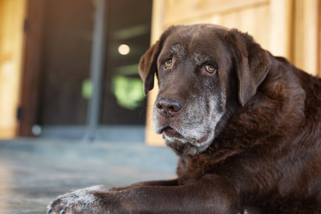 Basic Physiotherapy for Senior Dogs: Helping Your Dog Stay Active and Comfortable