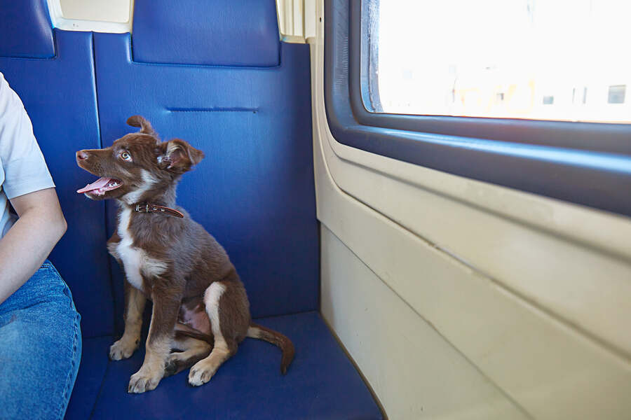 Traveling with Dogs in a Train