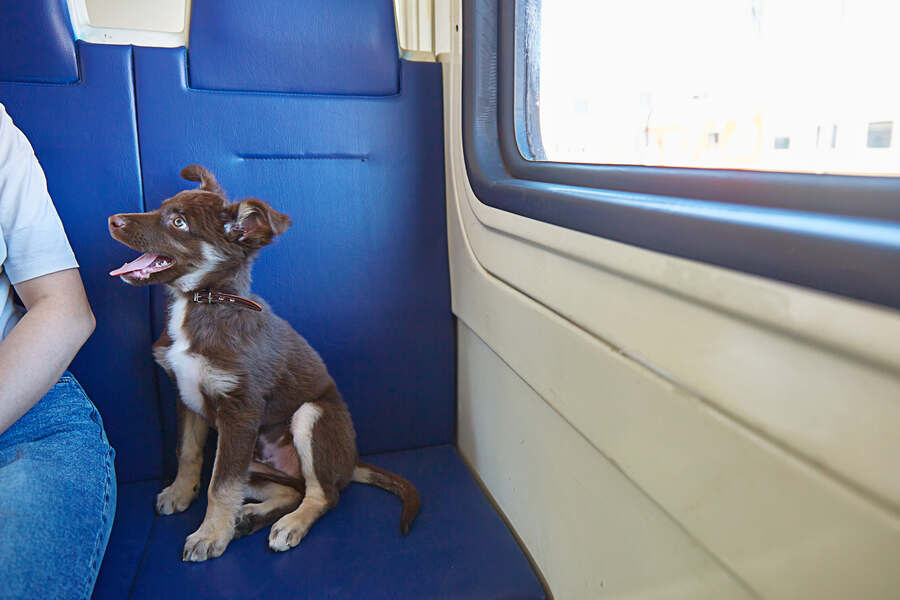 can u take dogs on a train