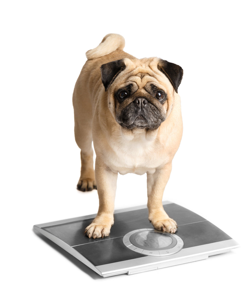 Managing Obesity in Senior Dogs