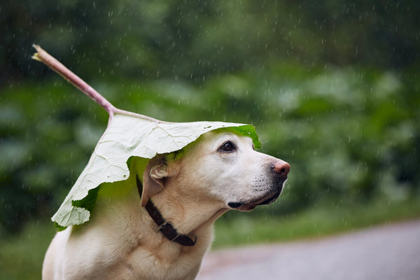 Why Is My Dog Itching So Much During Monsoons? Here's What You Need to Know