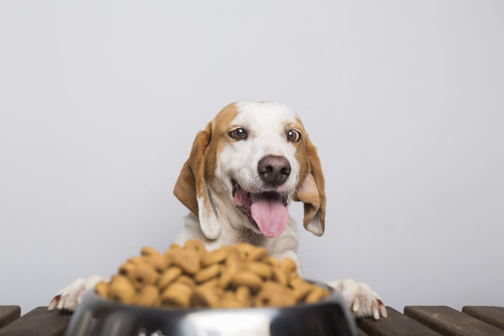 One Size Doesn't Fit All: The Importance of Breed-Specific Dog Food