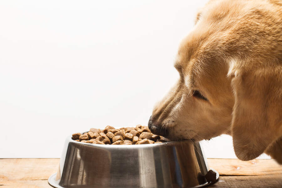 The Difference Between Grain-Free and Gluten-Free Diets for Dogs