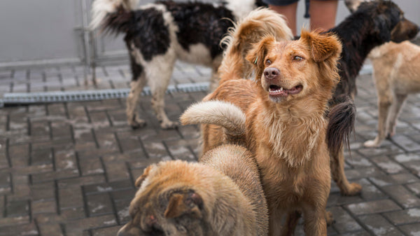 Caring for Stray Dogs in Summer