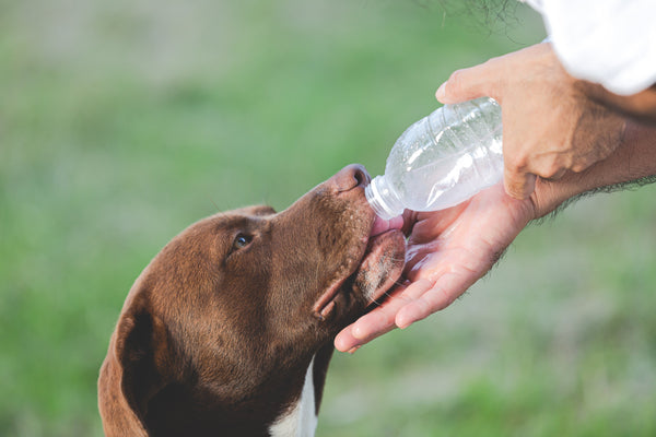 How long can dogs go without food and water?