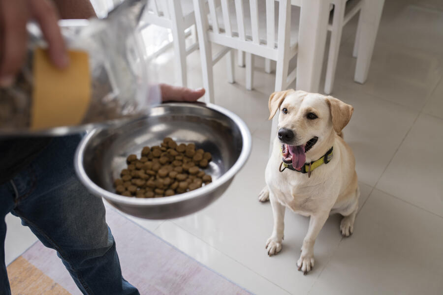 Gastrointestinal Diet for Dogs - Why, When and How?