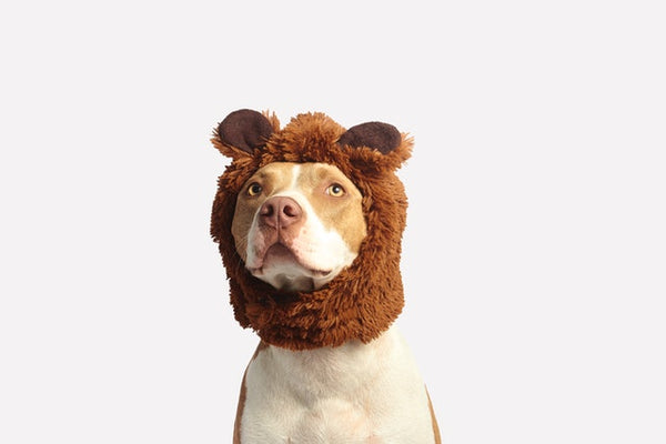 5 Best Tips to Take Care of Your Senior Dog