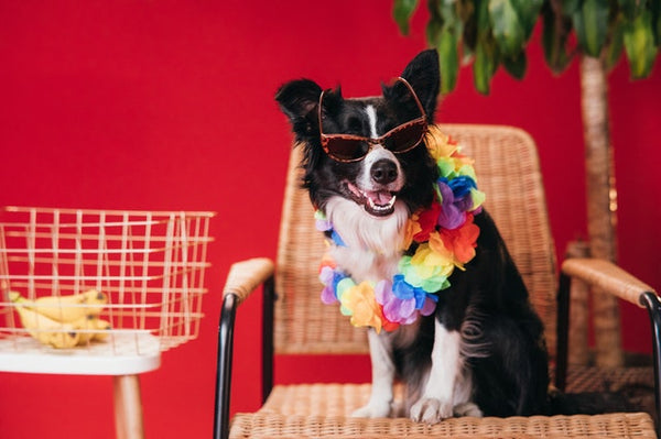 Dog wearing sunglasses in summer.