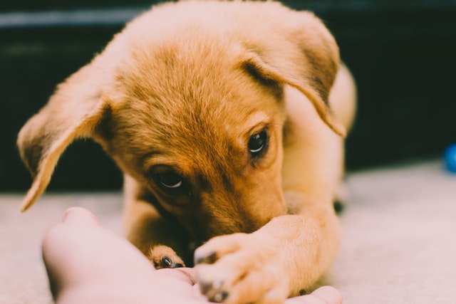 Puppy Starter Guide: 10 Steps for Taking Care of Your Pup