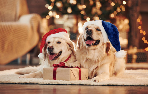 5 Healthy Christmas Treats for Your Pets