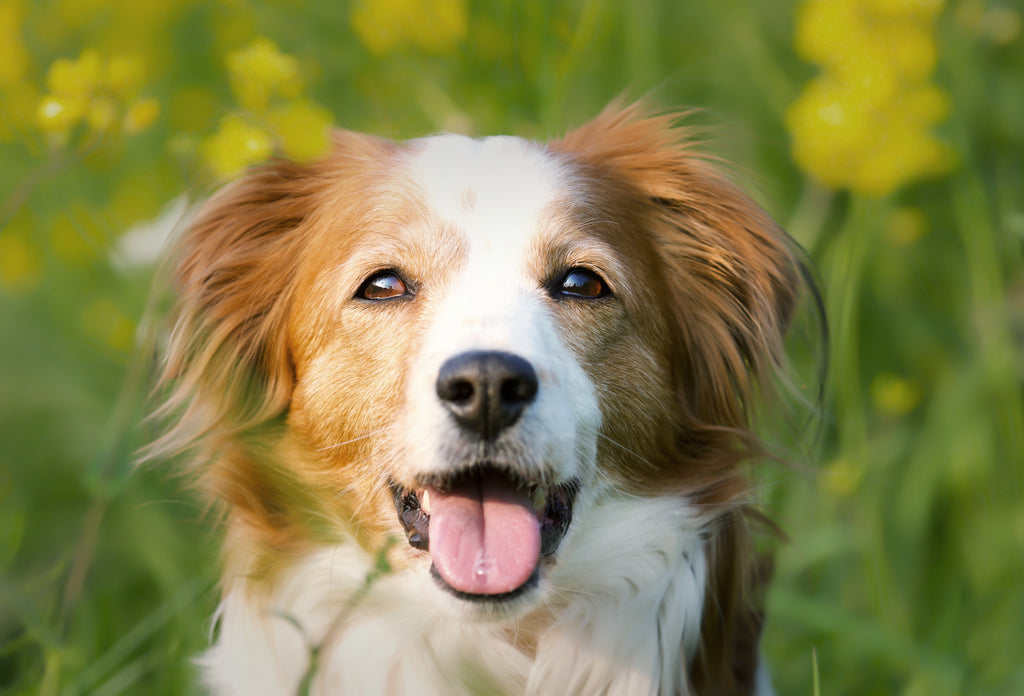 Summer-Safe Fruits for Dogs