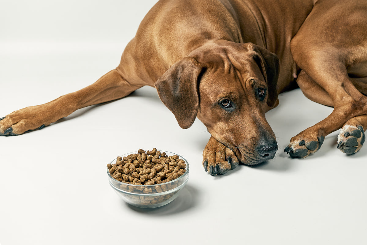 Why is my dog not eating?