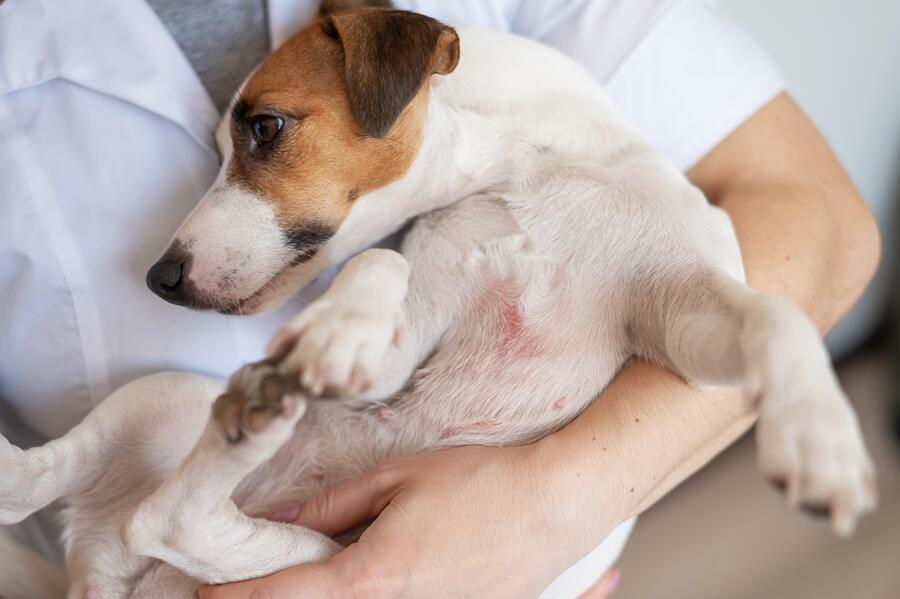 Jack Russell Terrier dog with skin issues being carried in a person’s arms 