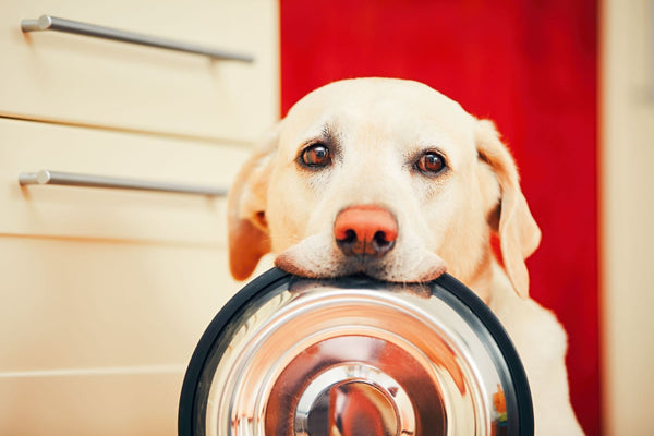 5 Tips To Choose The Best Dog Food