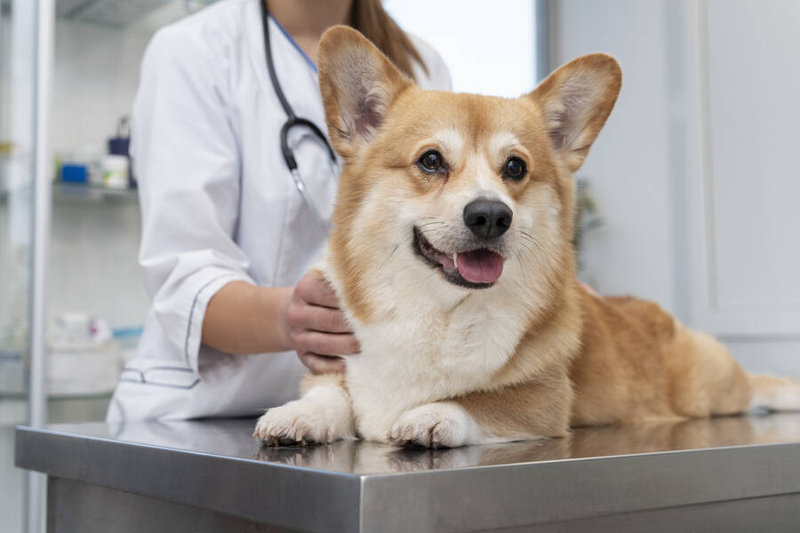 Improving Pet Health: Understanding Common Conditions and the Impact of Veterinary-Curated Diets