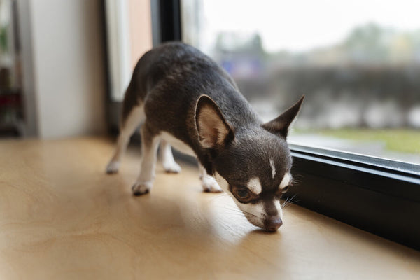Preparing for a Puppy: Essential Considerations Before Bringing One Home