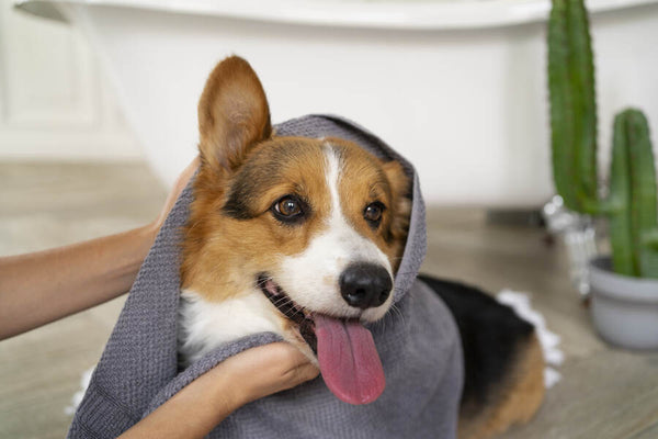 The Role of Nutrition in Your Dog’s Skin and Coat Health