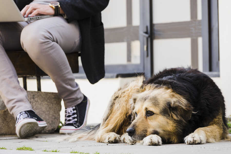 SENIOR DOGS: WINTER CARE