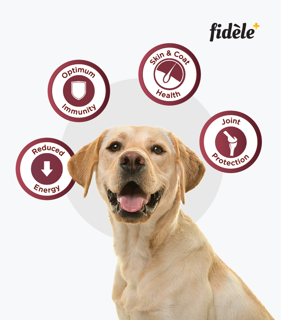 Fidele+ Light and Senior Adult Dry Dog Food - Fidele+